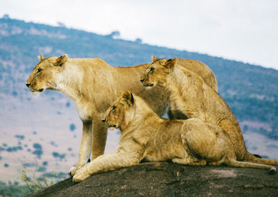 View of a lion