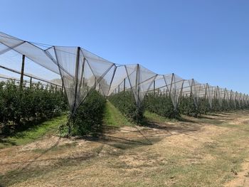 Plants growing on field against clear sky
