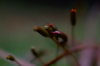 Close-up of red flower buds