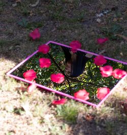 High angle view of pink flowering plants on field