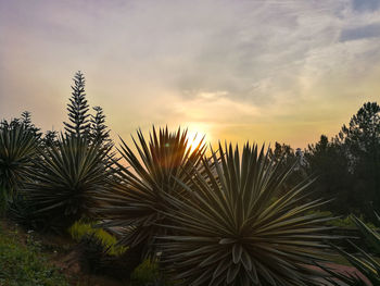 Close-up of plants against sky at sunset