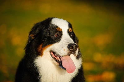 Close-up of dog panting while standing on field