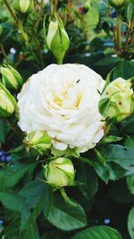 Close-up of white flowering plant