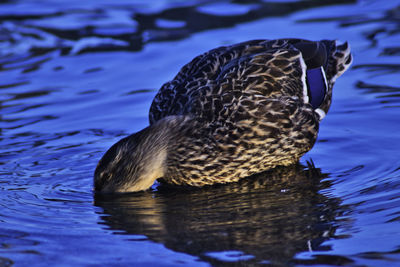 Close-up of duck swimming in sea 