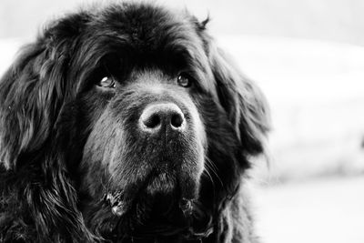 Close-up portrait of a dog
