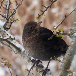 Close-up of bird perching on branch