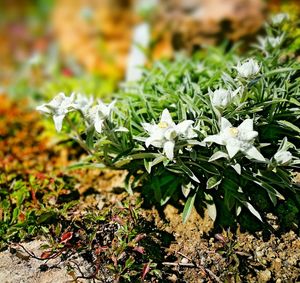 Close-up of white flowers