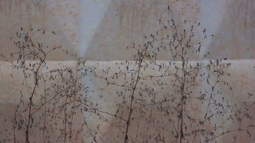 Close-up of plants in water