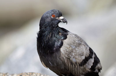 Close-up of pigeon perching outdoors.