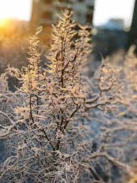 Close-up of frozen plant on field