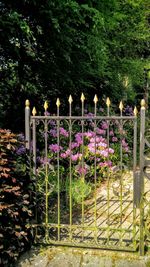 View of flowers growing in cemetery