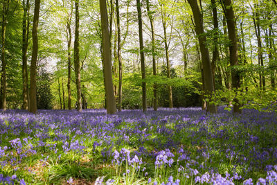 Fresh purple flowers in forest