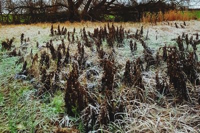 Plants growing on field