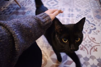 Cropped hand petting cat