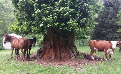 Horses and cows standing by tree