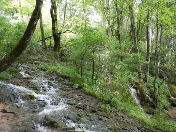 Stream flowing amidst trees in forest