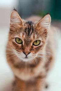 Adult serious brown cat with green eyes looking at the camera. helping stray cat