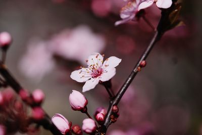 Close-up of pink cherry blossom