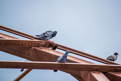 Low angle view of pigeons perching on metal against sky