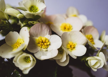 Close-up of white flowering begonia