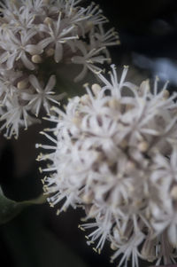 Close-up of flowers against blurred background