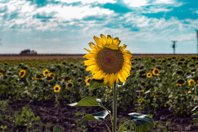 Sunflower field with blue sky in summer, agriculture and farming theme