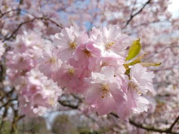 Close-up of insect on cherry blossom