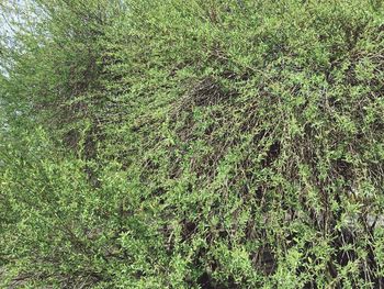 Full frame shot of green field