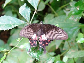 Close-up of butterfly pollinating on flower