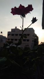 Close-up of flowering plant against buildings in city during sunset