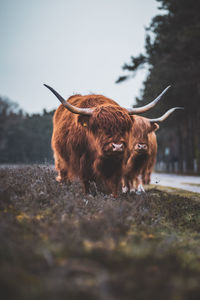 Scottish highlander