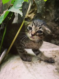 Portrait of cat sitting on plant