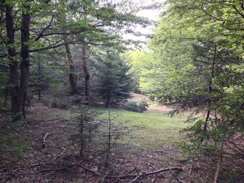 Trees in forest