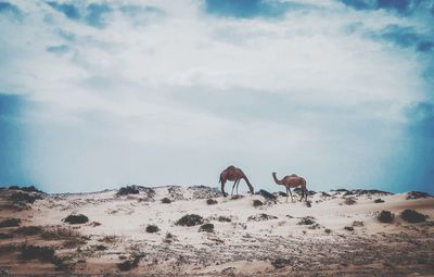 Horses on sand dune in desert against sky