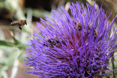Close-up of purple flowers