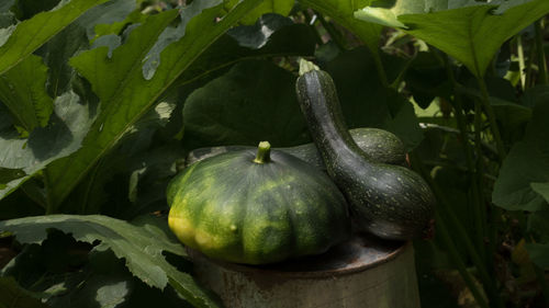 Close-up of fruits growing on plant