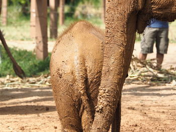 Close-up of elephant standing on field