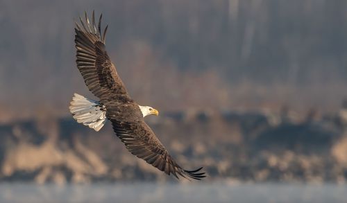 Close-up of eagle flying against sky