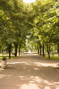 Road amidst trees in park