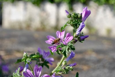 Close-up of pink flowering plant