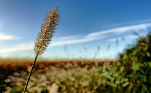 Close-up of crops growing on field against sky