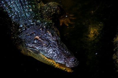 Close-up of turtle in sea