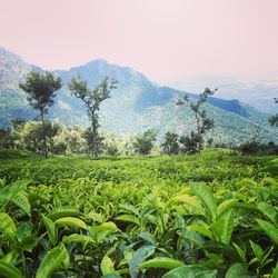 Scenic view of green landscape