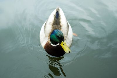 Duck swimming in water