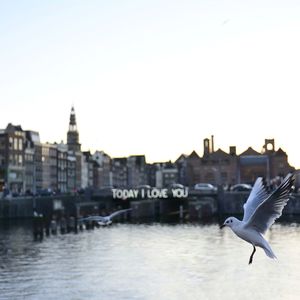 Seagull flying over river in city against clear sky