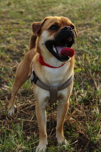 Portrait of dog sticking out tongue on field