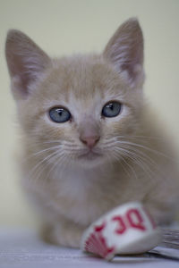 Close-up portrait of cat