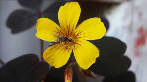 Close-up of yellow flower