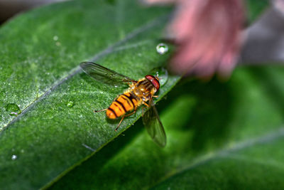 Close-up of insect on leaf