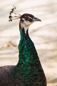 Close-up of animal head